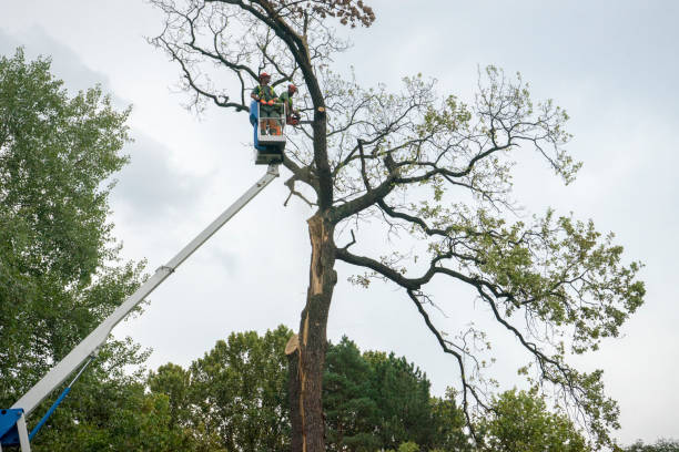 Best Hedge Trimming  in Sneads, FL